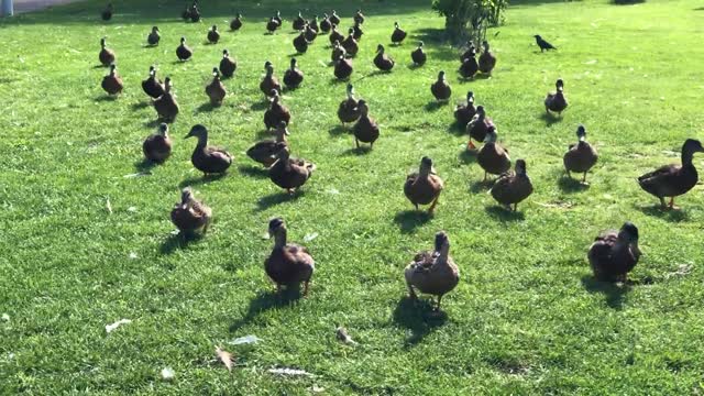 The ducks will follow you to the end