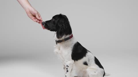 Mid Shot of Dog Being Given Treat