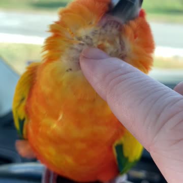 Parrot Almost Falls Getting Scratches