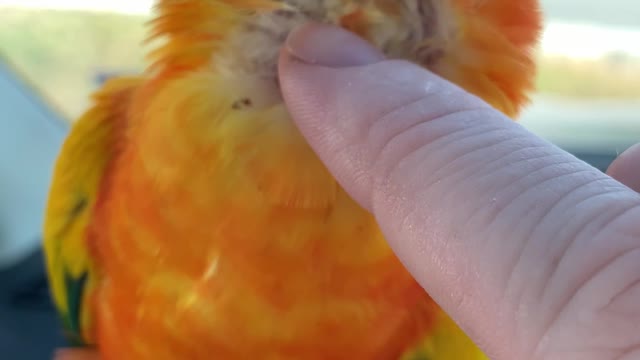 Parrot Almost Falls Getting Scratches