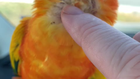 Parrot Almost Falls Getting Scratches