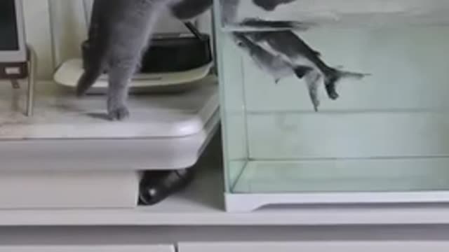 🐱: Did you see that I was almost eaten!