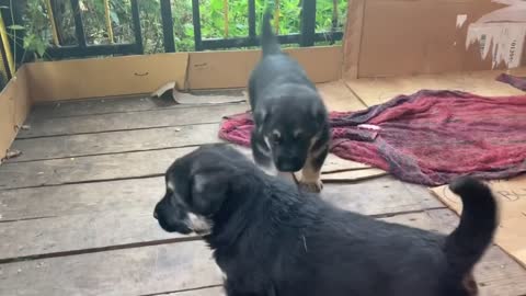 funny puppies dog#