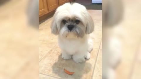 Shih Tzu: It's so risky, I really wanted to eat it just now