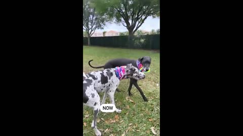 Dog teaches puppy brother how to play tug-of-war #Shorts