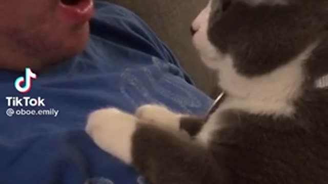 Cat tiktok