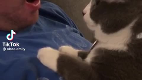 Cat tiktok