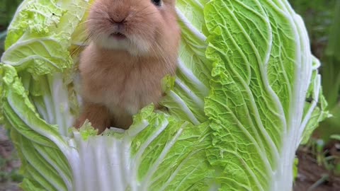 "Bunny Bites: Cute Rabbit Eating Cabbage! 🐇🥬 #SnackTimeJoy"