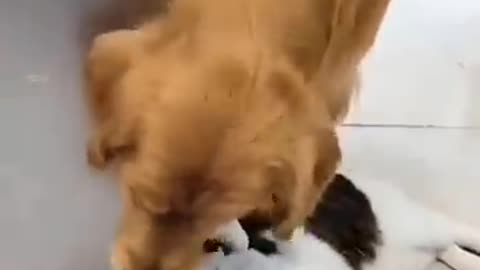 Funny animals enjoy together