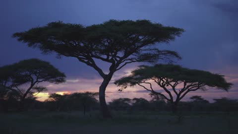 Serengeti landscapes