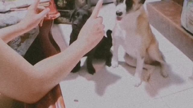 Doggo's Obedience Training