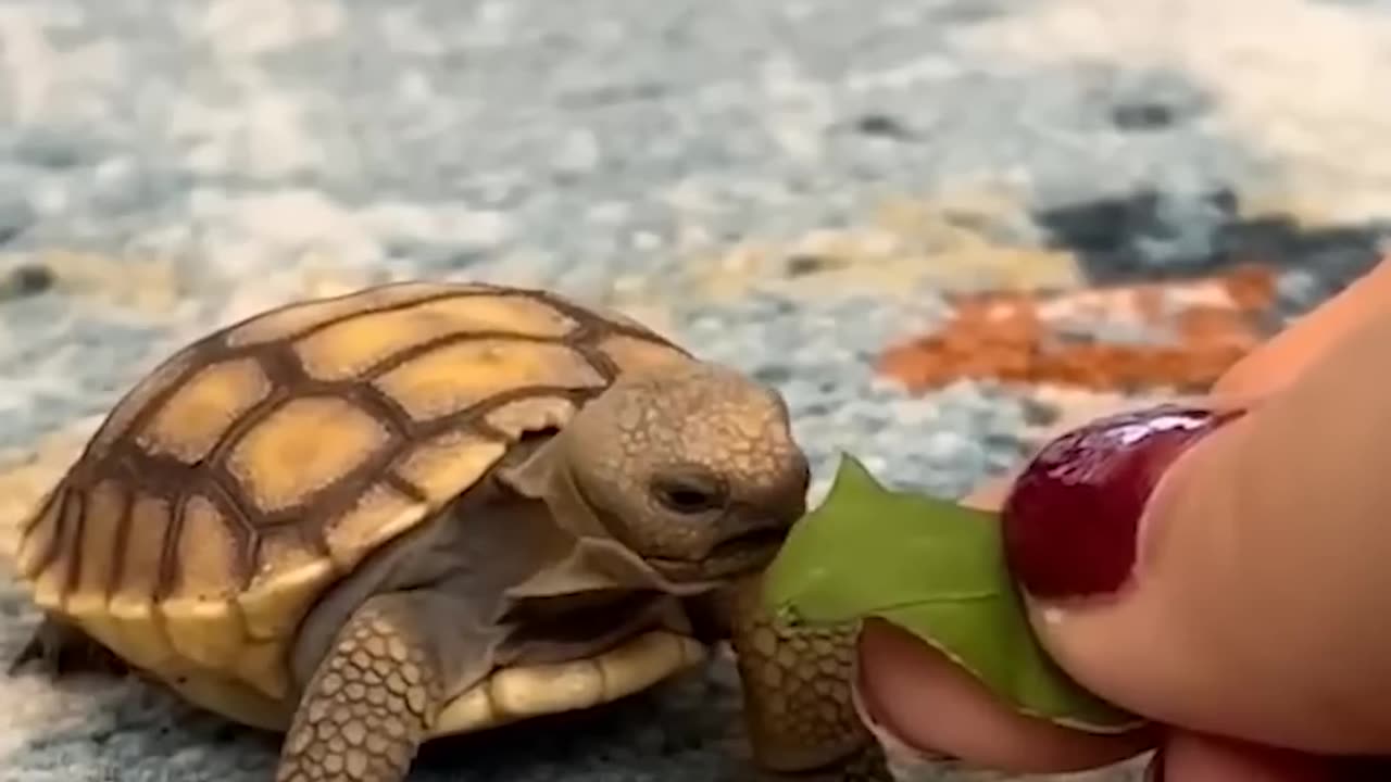 The_Secret_of_Cute animal