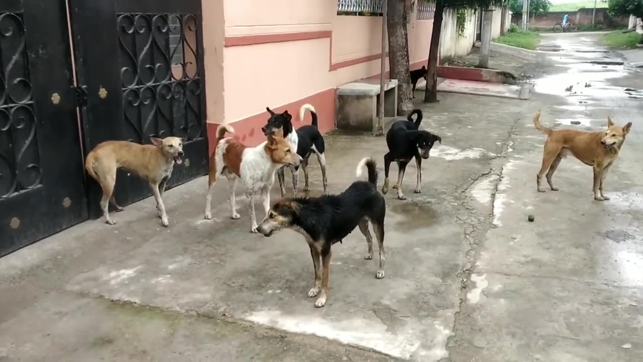 Street dogs fight