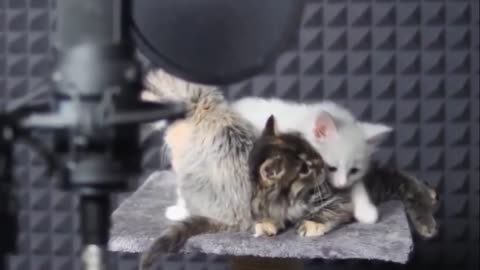 Super cute cat song
