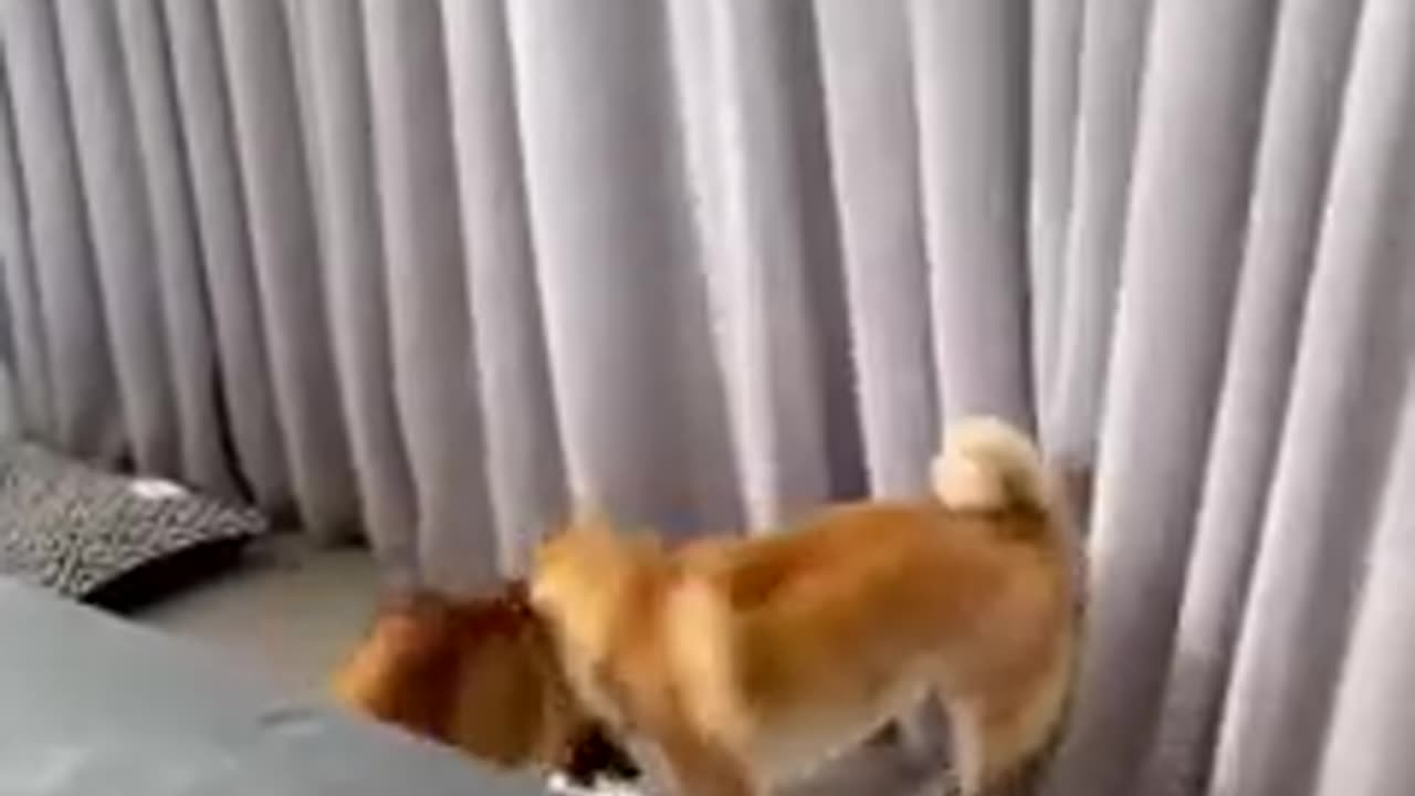 Funny vidio for dog and free vidio