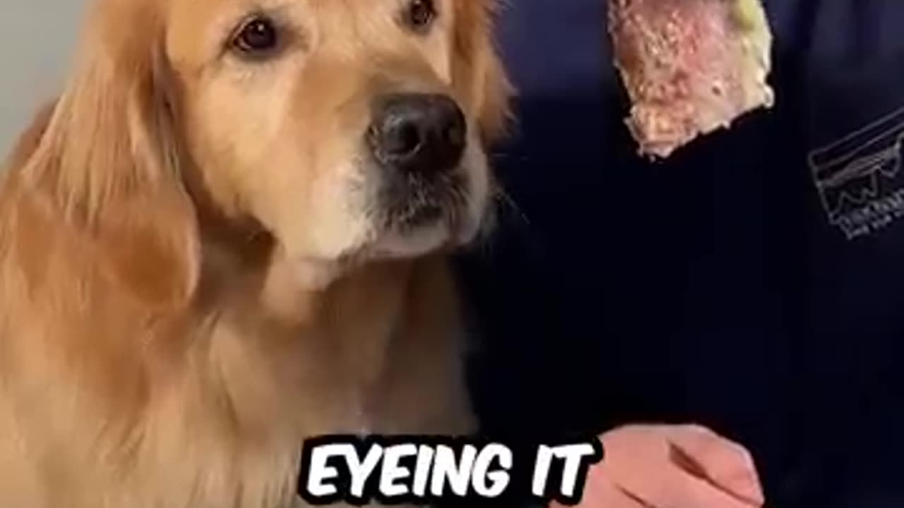 Feeding A Dog $1 vs $10,000 Steak