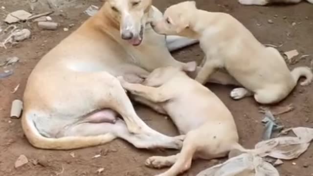 Puppy and puppy mom playing.