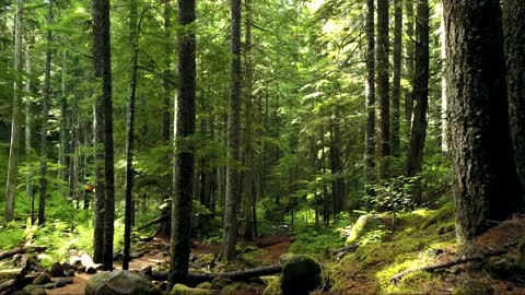 walking in a read forest.