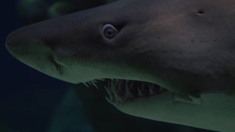 I'm the king of the sea.