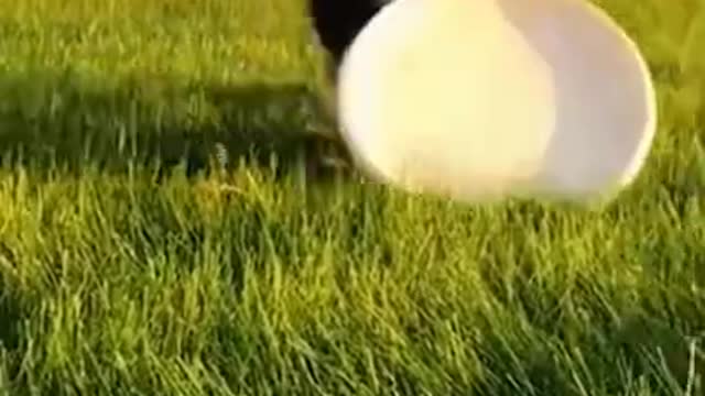 Try not to laugh 2022 Dog Fail's #Shorts