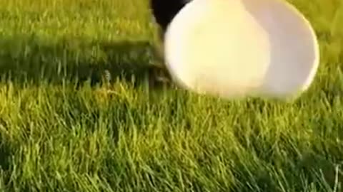 Try not to laugh 2022 Dog Fail's #Shorts