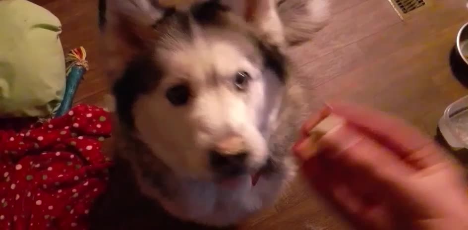 Beautiful Husky earns tasty treat!