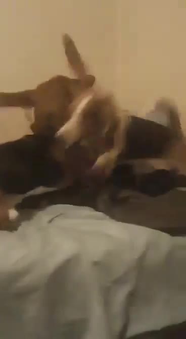 2 DOGGIES JUMPING ON THE BED.
