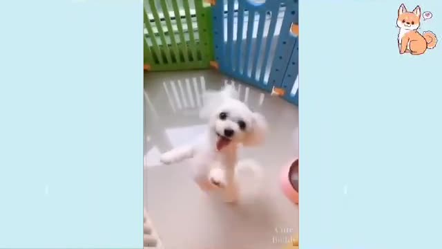 cute dog dancing!!!