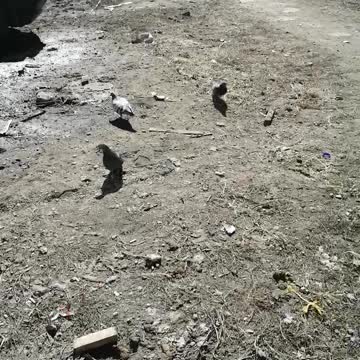 Pigeons walk in the spring.