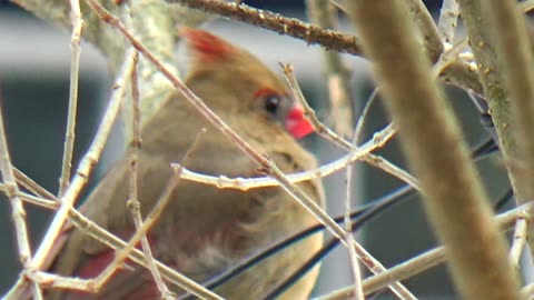 Cardinal