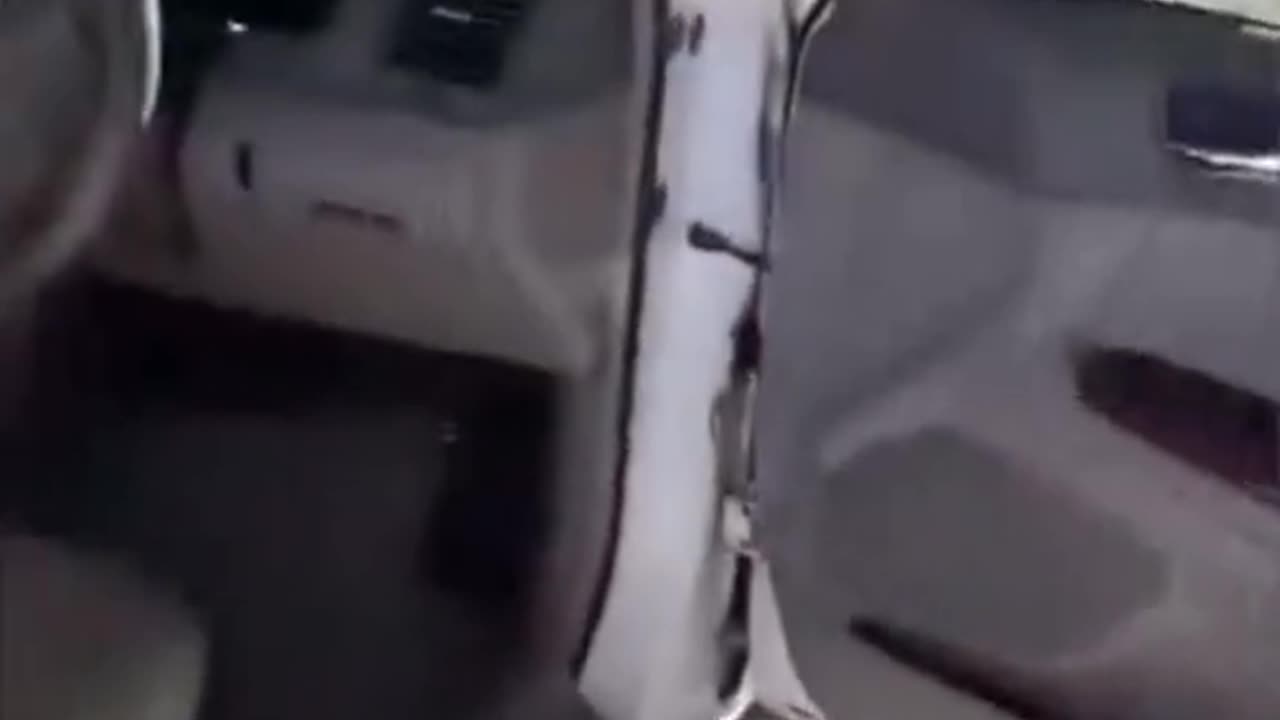 Funny dogs