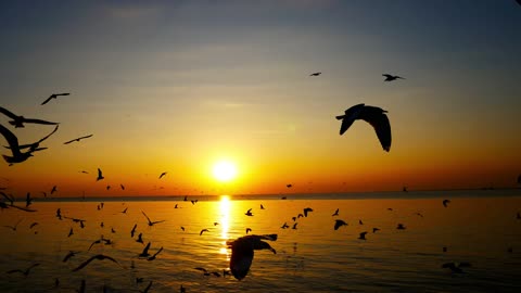 Seagulls flying on the beach while sunset