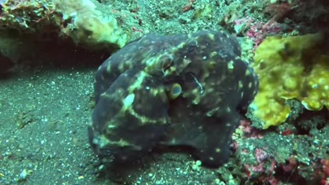 Day Octopus Shows Off Colorful Display