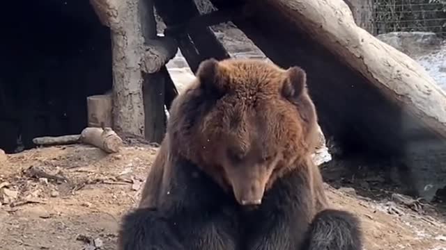 Cute grizzly bear playing alone