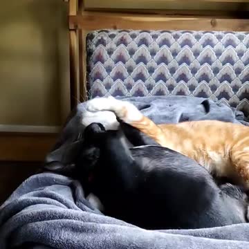 Oliver and Cosmo RUMBLE