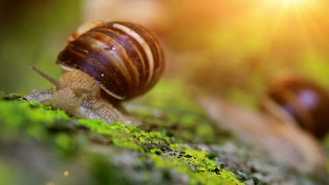 snail crawl on a leaf