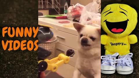 FUNNY ANIMAL VIDEO COMPILATION #03