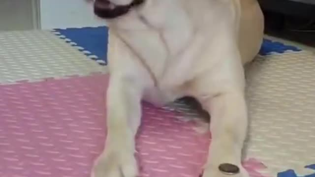 #shorts viral dog video|