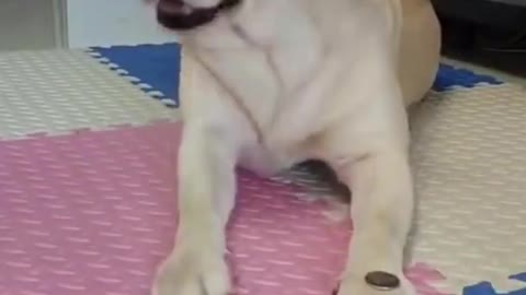 #shorts viral dog video|