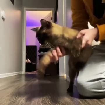 funny cats|#cats #funnycat |susan bro| #shorts