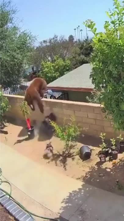 Woman fights with bear to save her dogs