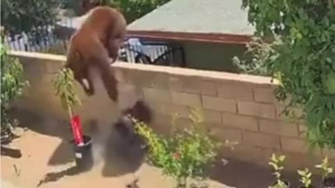 Woman fights with bear to save her dogs