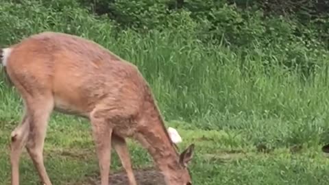 Deer gets mad at turkey