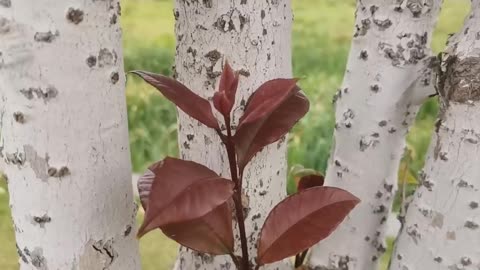 red leaves