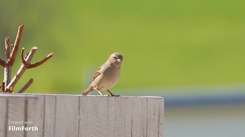 Cute bird happy jump 😍❤