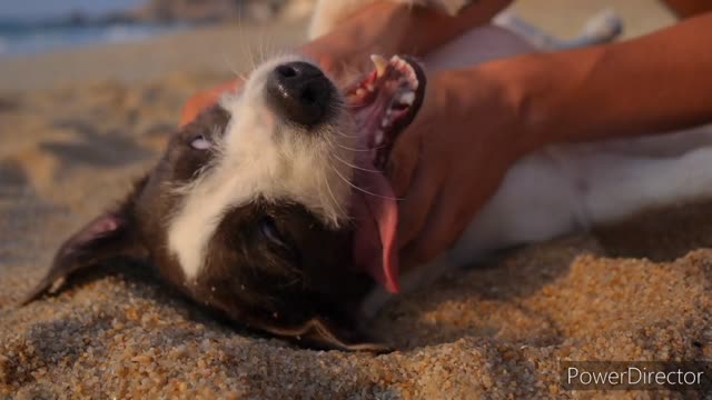 |Cute dogs playing on beach|