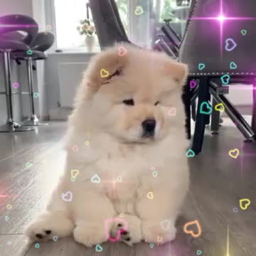 Beautiful, cute, cute little dog