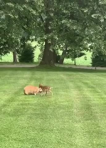 Fawn meets corgi 🦌