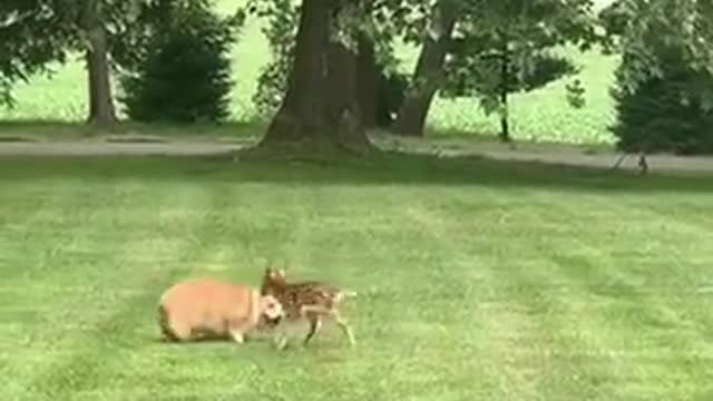 Fawn meets corgi 🦌