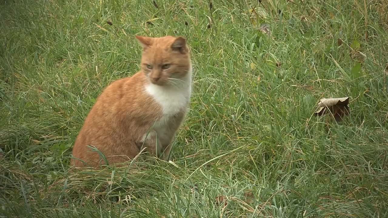 What happens if you cut a cat's whiskers